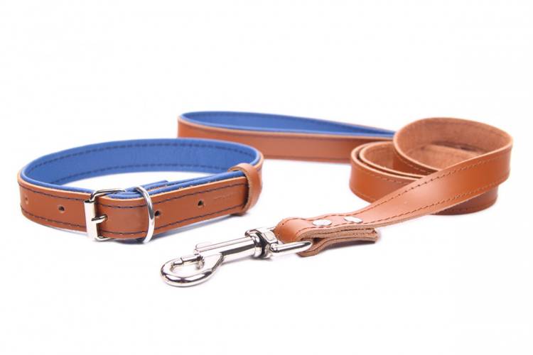 Obroża skóra Premium Brązowy-Niebieski 1183 14MM 31CM 23-28CM - matteo-company