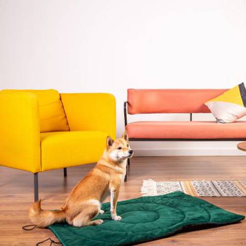 Mata podróżna dla psa Kompas  Dł. x szer. x wys.: 100 x 70 x 3 cm - Zooplus