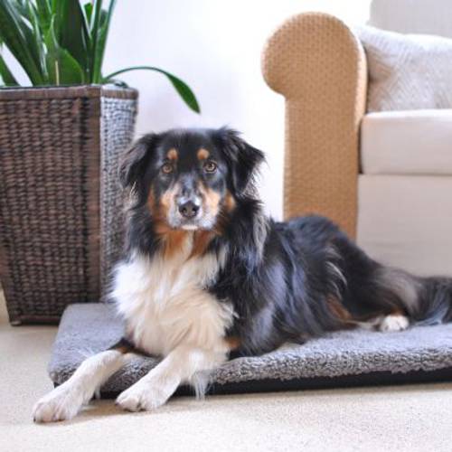 Pawz & Pepper materac dla psa  Aurora Ortho Dł. x szer. x wys.: 120 x 85 x 5 cm - Pawz Pepper
