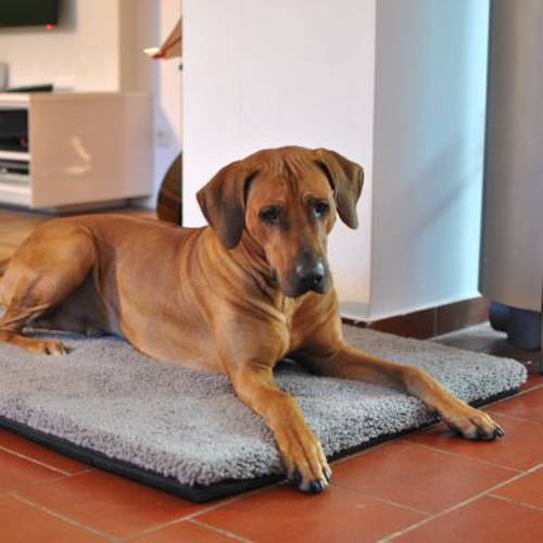 Pawz & Pepper materac dla psa Aurora Ortho Dł. x szer. x wys.: 120 x 85 x 5 cm - Pawz Pepper