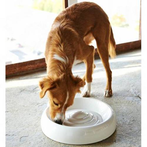 Lucky-Kitty miska ceramiczna 300 ml, Ø 18 cm - Zooplus Selection