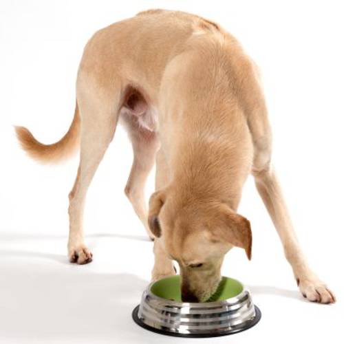 Miska ze stali nierdzewnej, zielona 470 ml, Ø 20 cm - Zooplus