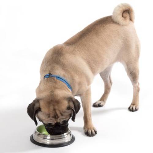 Miska ze stali nierdzewnej, zielona 470 ml, Ø 20 cm - Zooplus