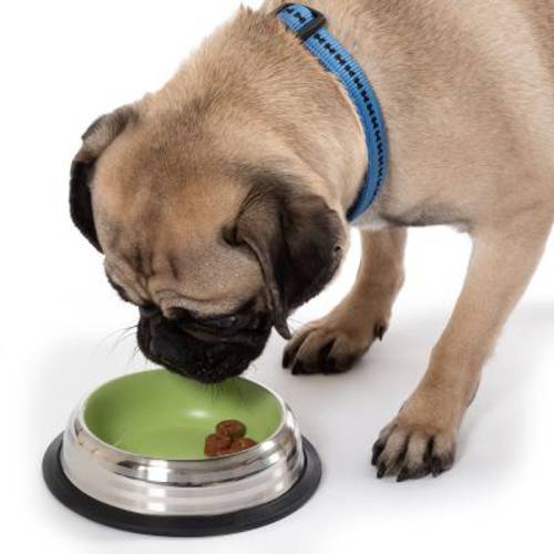 Miska ze stali nierdzewnej, zielona 470 ml, Ø 20 cm - Zooplus