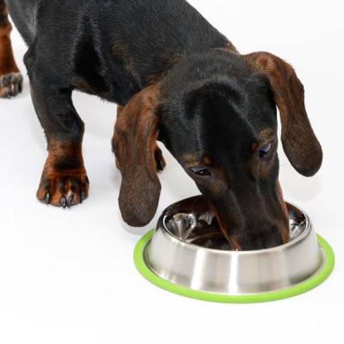 Silver line Grün miska ze stali szlachetnej 200 ml, Ø 15 cm - Zooplus