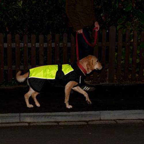 Illume Nite Neon kamizelka dla psa Dł. grzbietu: 70 cm - Zooplus
