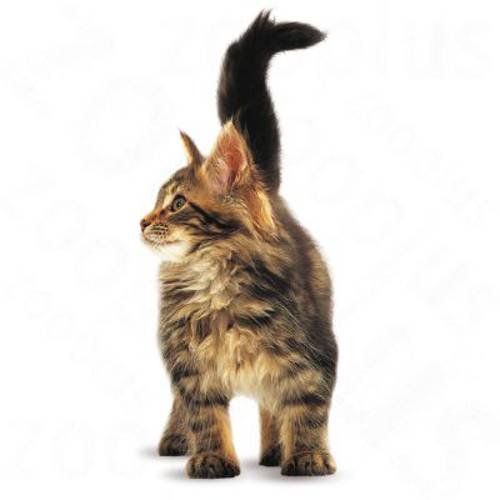 Royal Canin Maine Coon Kitten 10 kg - Royal Canin