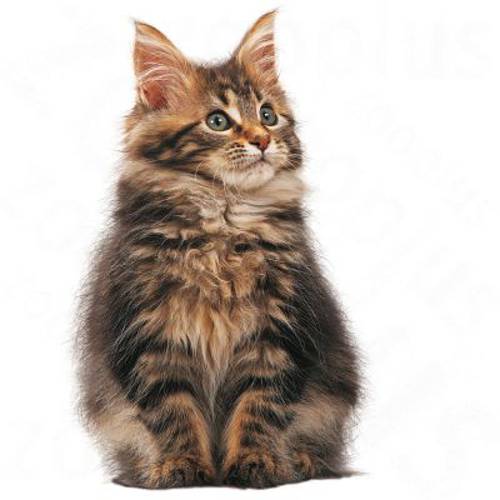 Royal Canin Maine Coon Kitten 10 kg -