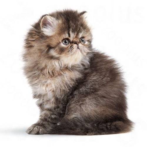 Royal Canin Persian Kitten 4 kg - Royal Canin