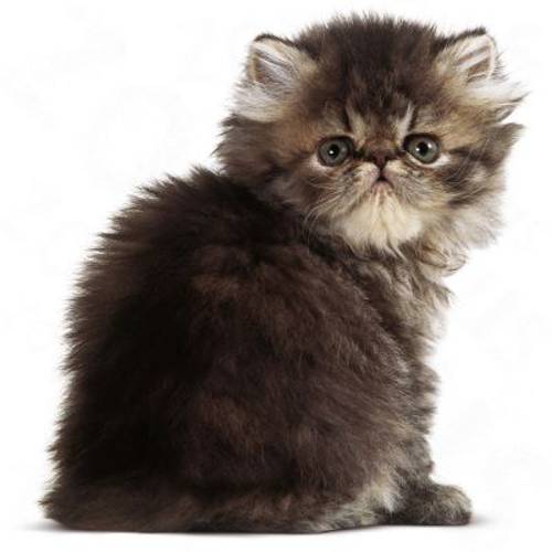 Royal Canin Persian Kitten 4 kg -