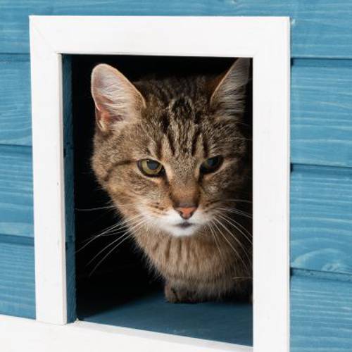 Penthouse domek dla kota Dł. x szer. x wys.: 72 x 72 x 124 cm - Zooplus Selection