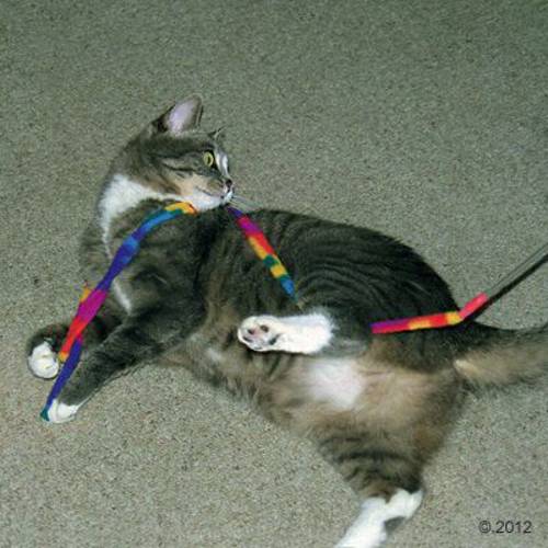 Cat Charmer wędka dla kota 1 szt. - Zooplus Selection