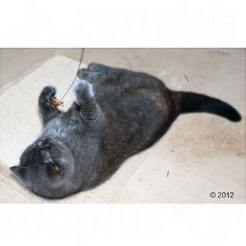 Cat Dancer wędka dla kota 3 szt. - Zooplus Selection