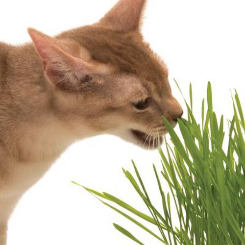 Catit Senses 2.0 miska z trawą Zestaw nasion trawy - Catit