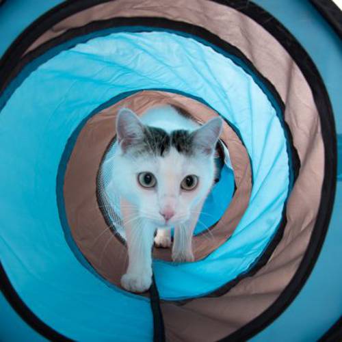 Tunel dla kota Connect 2 w 1 4 tunele + 4 budki - Zooplus Selection