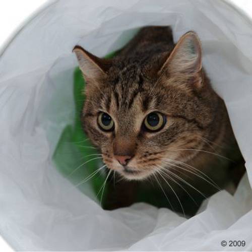 Szeleszczący tunel dla kota, zielono-biały 1 szt. - Zooplus Selection