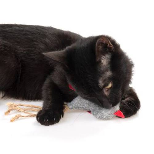 zoolove zabawka dla kota filcowy ptaszek 1 sztuka - Zooplus