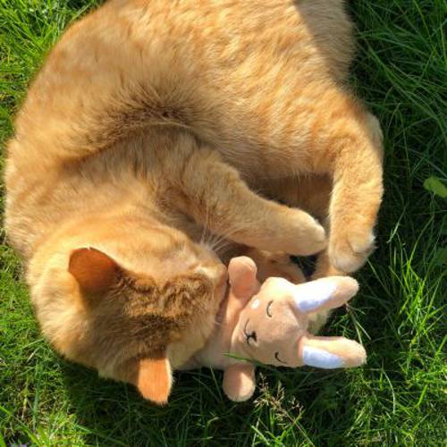 Aumüller Bunny zabawka dla kota, z walerianą i łuskami orkiszu 1 szt. - Aumuller