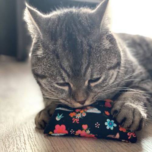 Aumüller Kitty poduszka z walerianą i orkiszem zabawka dla kota 1 szt. - Aumuller