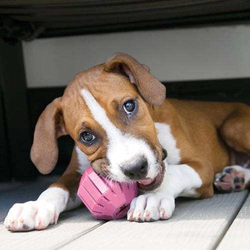 KONG Puppy Activity Ball M - Kong
