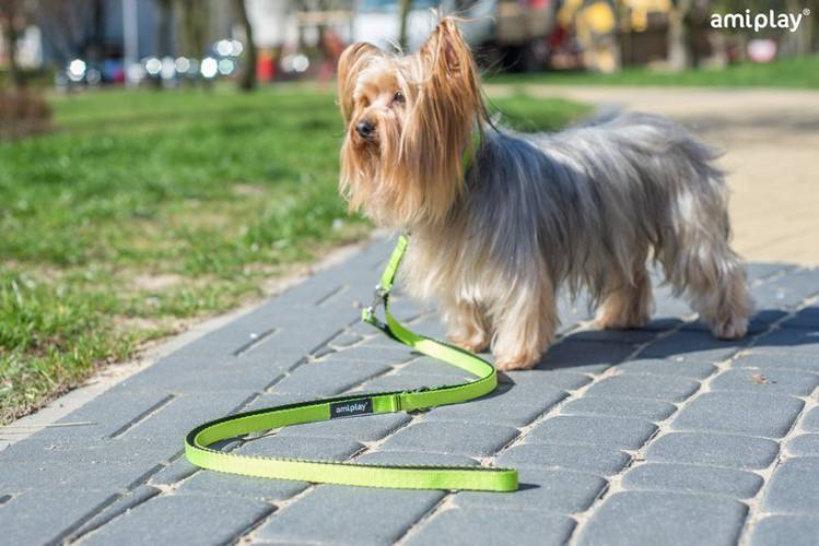 amiplay Smycz regulowana 6 in 1 Twist S Czerwony - amiplay