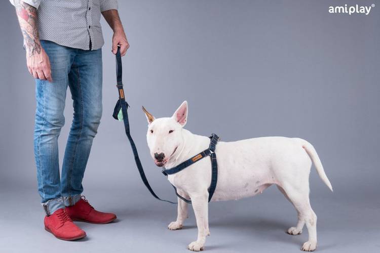 amiplay Smycz Denim S Niebieski -