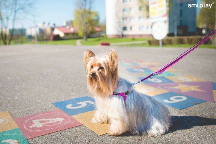 amiplay Szelki regulowane Twist S Czerwony - amiplay