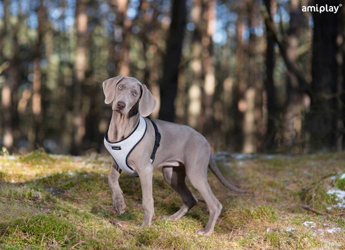 amiplay Szelki Scout Denver L Szary - amiplay