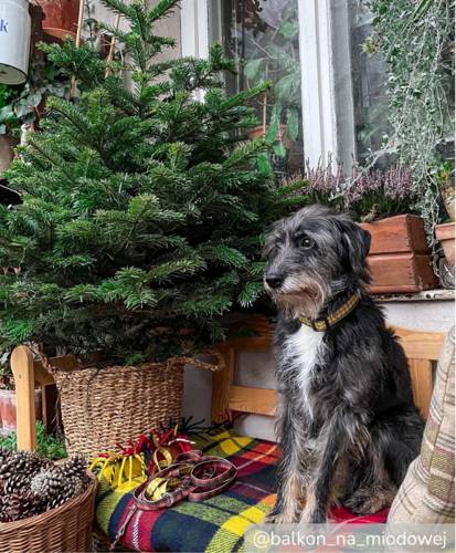 Obroża Klamra LED - Miara 0554 25MM 0CM 38-65CM - matteo-company