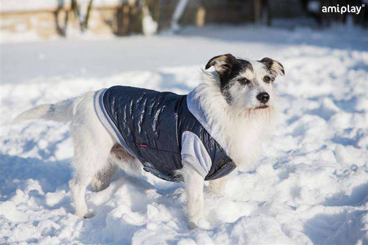 Kurtka z kapturem Boston 25 cm Chihuahua szara - amiplay