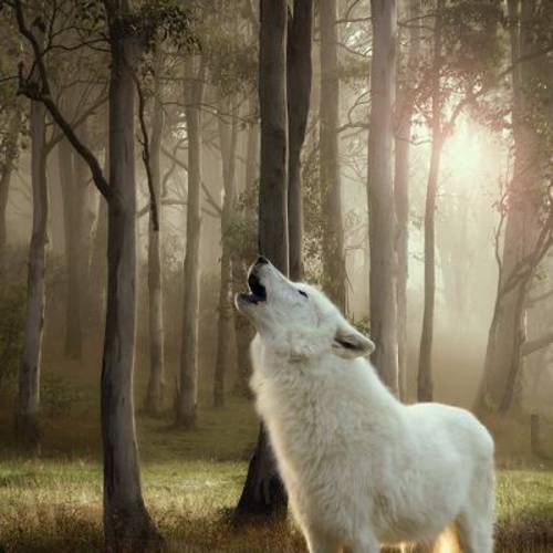 Wolf of Wilderness Adult, 6 x 800 g Green Fields, jagnięcina - Wolf Of Wilderness