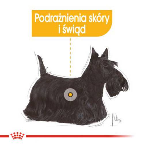Royal Canin CCN Dermacomfort 12 x 85 g -