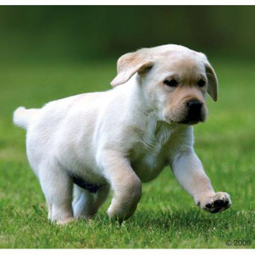 Rocco Junior, 6 x 800 g Serca kurze z ryżem i wapniem -
