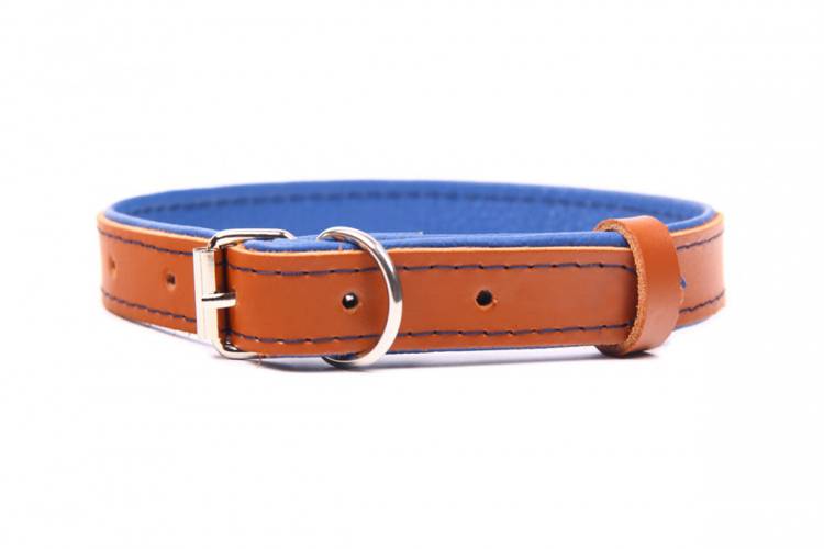 Obroża skóra Premium Brązowy-Niebieski 1183 14MM 31CM 23-28CM - matteo-company