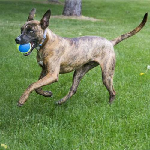 KONG Ultra SqueakAir piłka dla psa 3 szt. - Kong