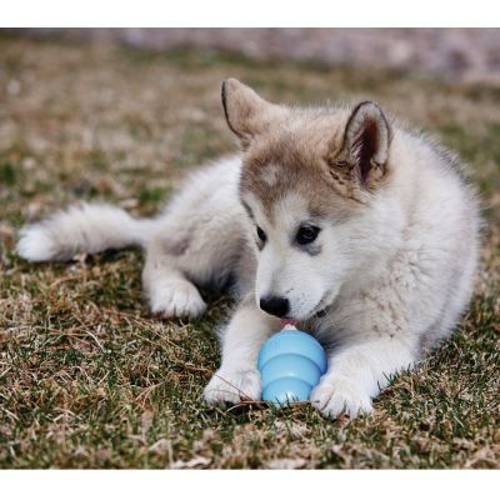 KONG Puppy M, niebieski - Kong