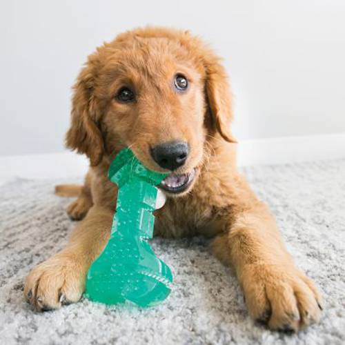 KONG Squeezz Dental Stick M, ok. 20 cm - Kong