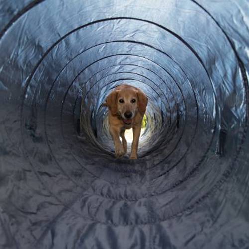 Trixie tunel zręcznościowy Dł. 5 m -