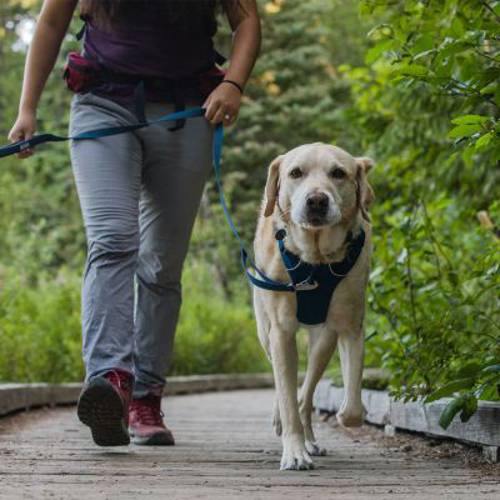 Ruffwear Front Rage, szelki dla psa, ciemnoniebieskie Rozmiar M: obwód klatki piersiowej: 69 - 81 cm, szerokość: 29 mm - Ruffwear