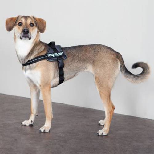 JULIUS-K9® Power Anthracite szelki dla psa Rozm. 0/M–L: 58–76 cm - JULIUS-K9