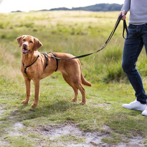 Trixie Stay szelki antyucieczkowe Rozmiar XS–S: obwód klatki piersiowej 30–40 cm, szer. 10 mm - 
