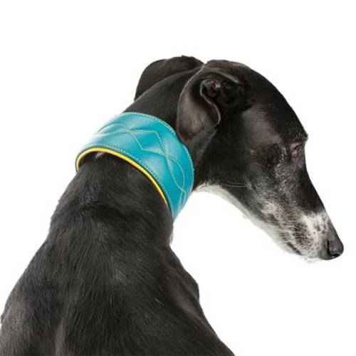 Trixie Active Comfort obroża dla chartów, petrol/żółta Rozmiar XS–S: 24–31 cm, szer. 50 mm - Trixie